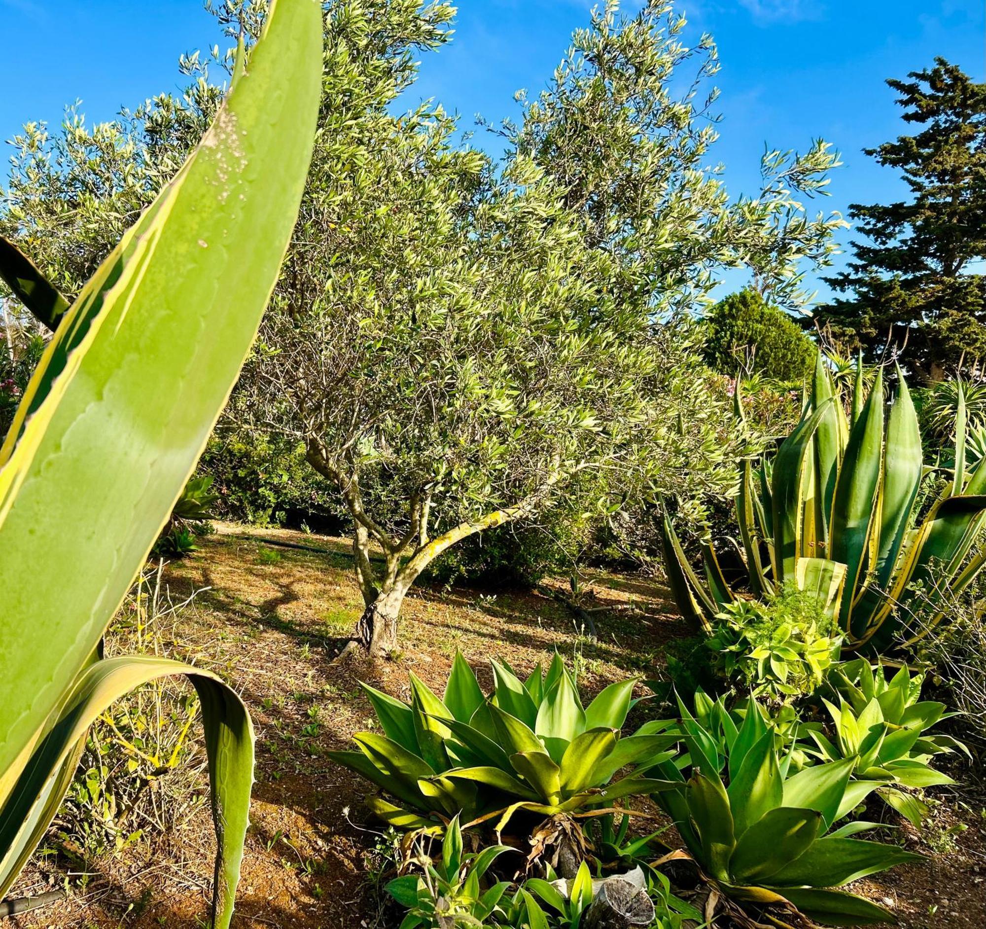 Villa Primavera Favignana Esterno foto